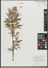 Foto von Salix purpurea L. x Salix viminalis L.